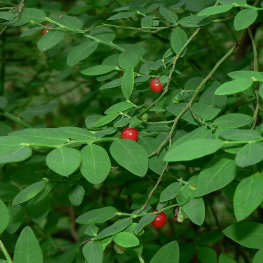 10 Vaccinium Parviflorum Red Huckleberry Shrub Seeds For Planting | www.seedsplantworld.com