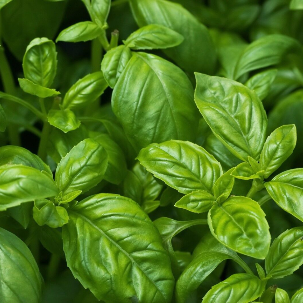 500 Sweet Basil NON-GMO Common Basil Herb Seeds | www.seedsplantworld.com