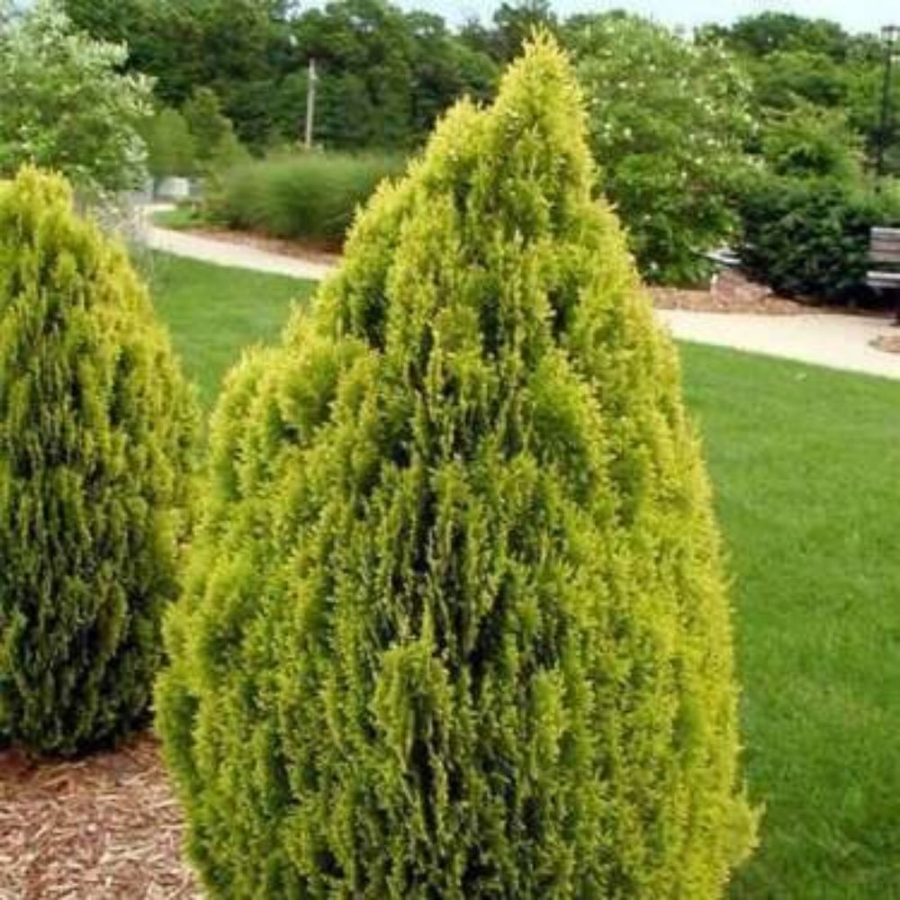 10 Thuja Orientalis Aurea Golden Oriental Arborvitae Seeds For Planting | www.seedsplantworld.com