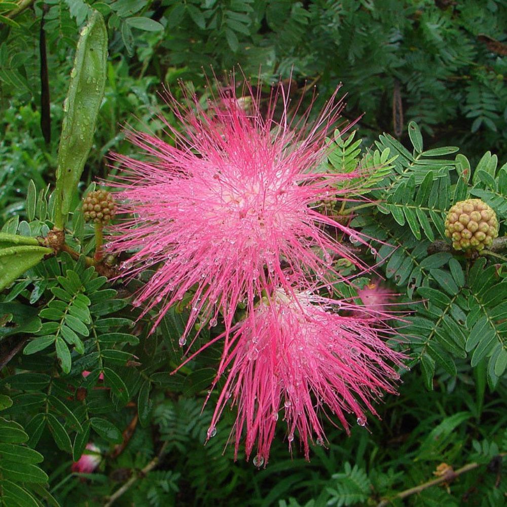 5 Albizia Saman Raintree Seeds For Planting | www.seedsplantworld.com