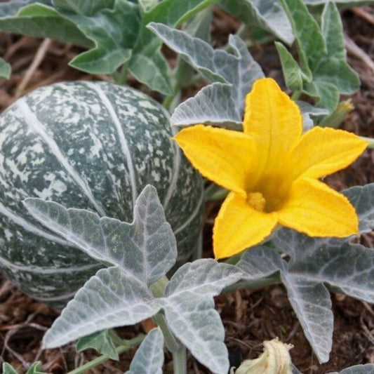 5 Cucurbita Palmata Coyote Melon Seeds For Planting | www.seedsplantworld.com