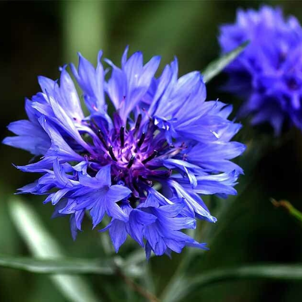 250 Tall Blue Cornflower Bachelor Button Wildflower Young Love Flowers Seeds | www.seedsplantworld.com