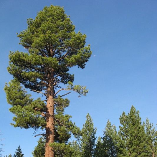 5 Pinus Jeffreyi Jeffrey Pine Tree Seeds For Planting | www.seedsplantworld.com