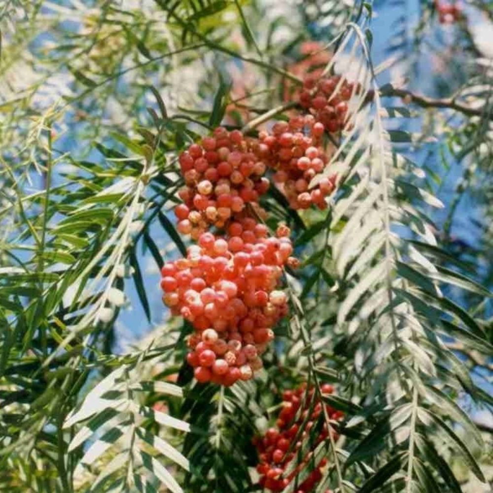 5 Schinus Molle California Pepper Tree Seeds For Planting | www.seedsplantworld.com