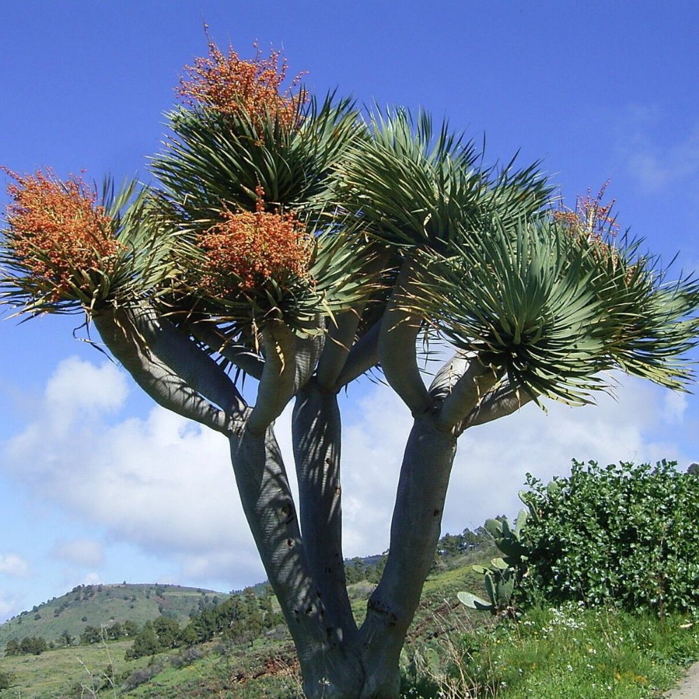 5 Dracaena Draco Dragon Tree Seeds For Planting | www.seedsplantworld.com