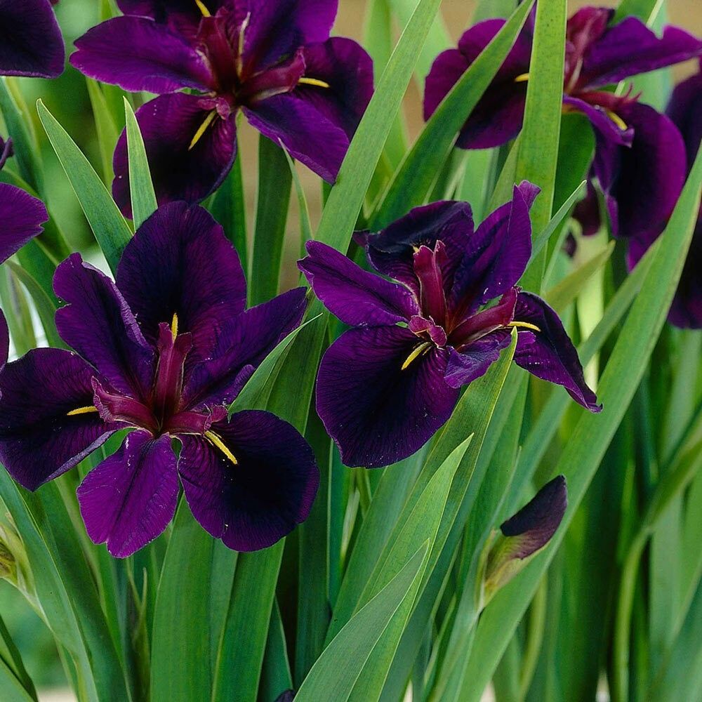 1 Iris Black Gamecock Louisiana Iris Deep Purple, Almost Black Blooms Rhizome For Planting | www.seedsplantworld.com