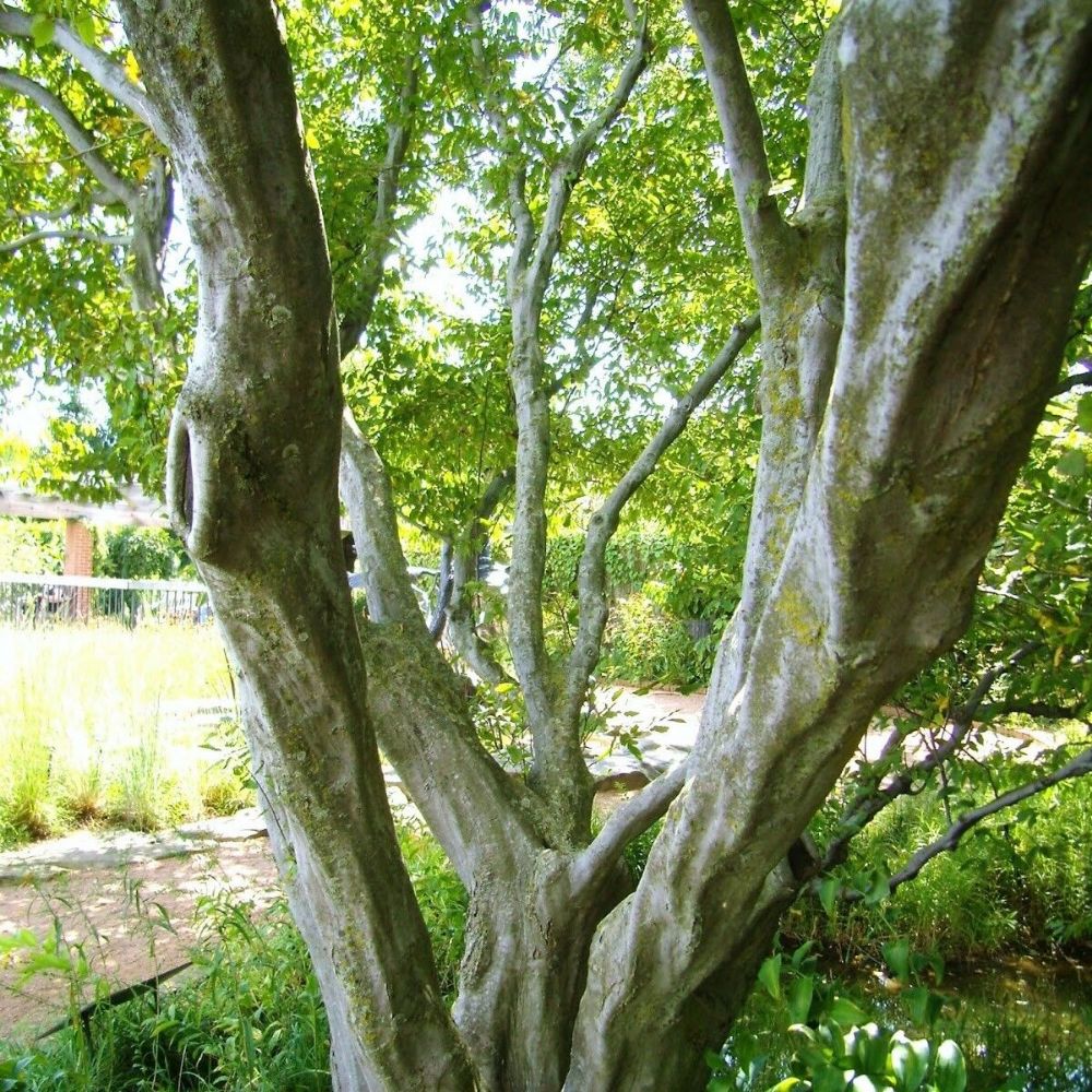 5 Carpinus Carolinana American Hornbeam Tree Seeds For Planting | www.seedsplantworld.com