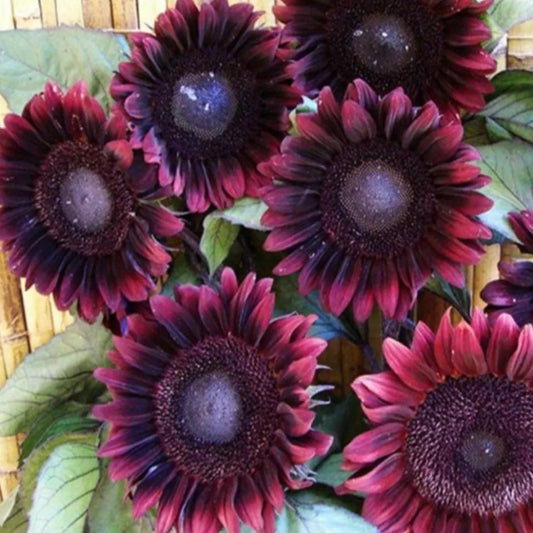 25 ProCut Red Sunflower Flowering Sun Blooms Perennial Seeds | www.seedsplantworld.com