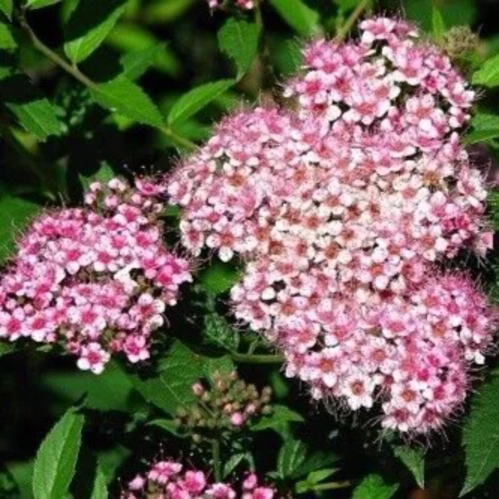 100 Dwarf Pink Spiraea Shrub Flowering Bloom Perennial Seeds | www.seedsplantworld.com