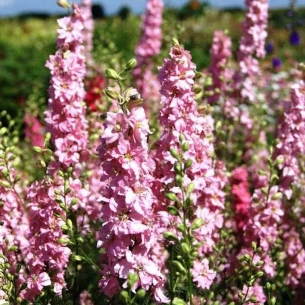 50 Pink Queen Delphinium Flower Garden Flowers Perennial Seeds | www.seedsplantworld.com