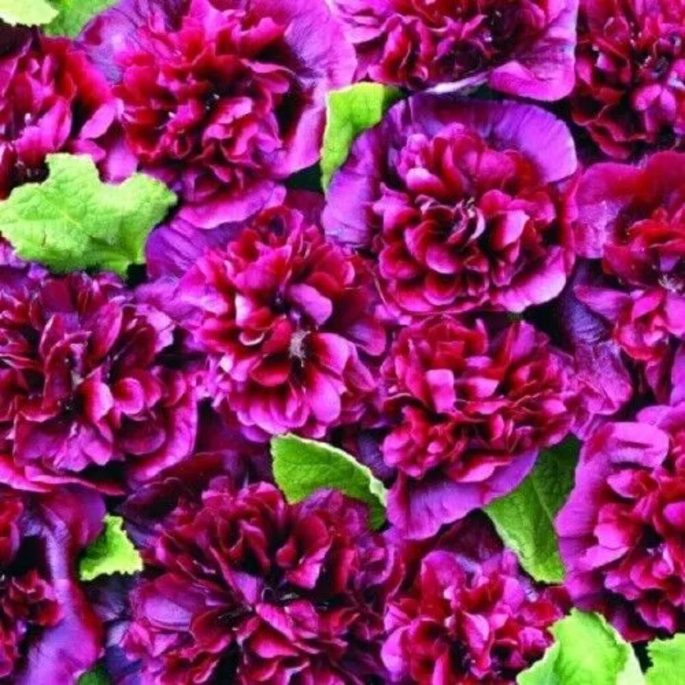 25 Double Blackberry Hollyhock Flower Flowers Perennial Seeds | www.seedsplantworld.com