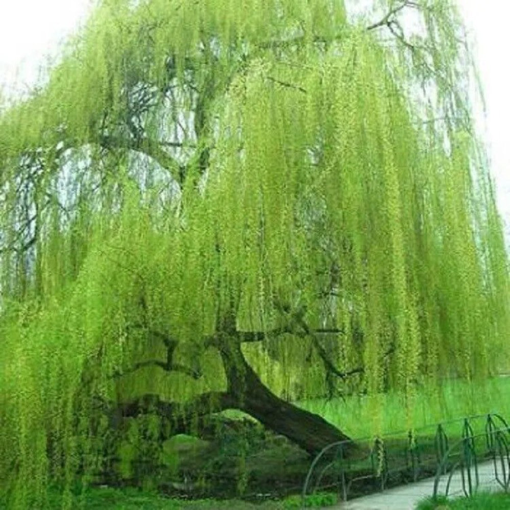 5 Bright Green Willow Tree Weeping Flower Giant Full Landscape Perennial Seeds | www.seedsplantworld.com