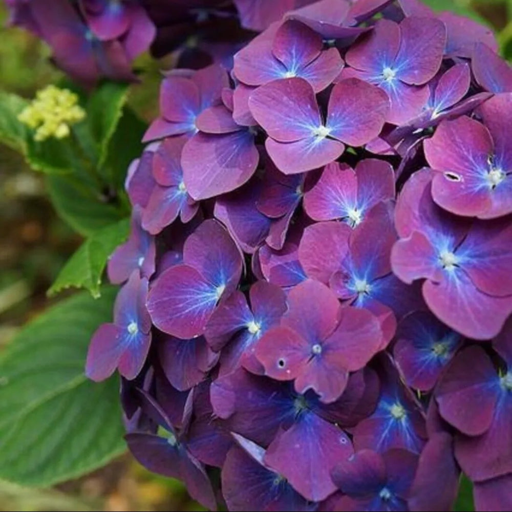 5 Purple Blue Hydrangea Hardy Garden Shrub Bloom Flower Perennial Seeds | www.seedsplantworld.com