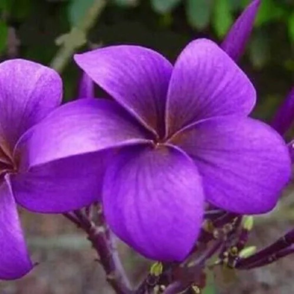 5 Purple Plumeria Plants Flower Flowers Bloom Perennial Seeds | www.seedsplantworld.com