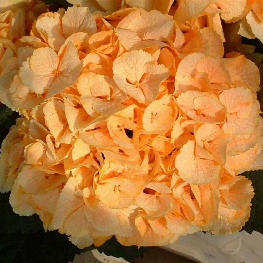 5 Yellow Hydrangea Hardy Garden Shrub Bloom Flower Bush Perennial Seeds | www.seedsplantworld.com