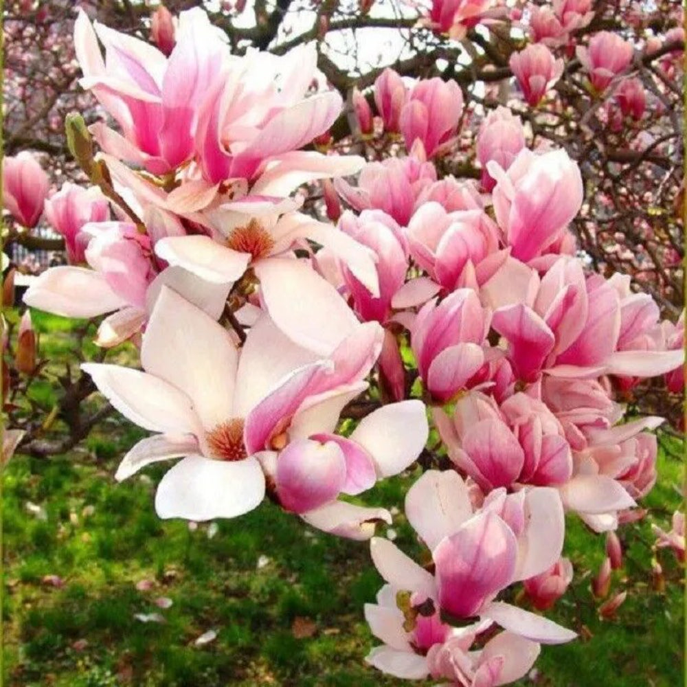 5 Light Pink White Magnolia Lily Flower Tree Fragrant Perennial Seeds | www.seedsplantworld.com