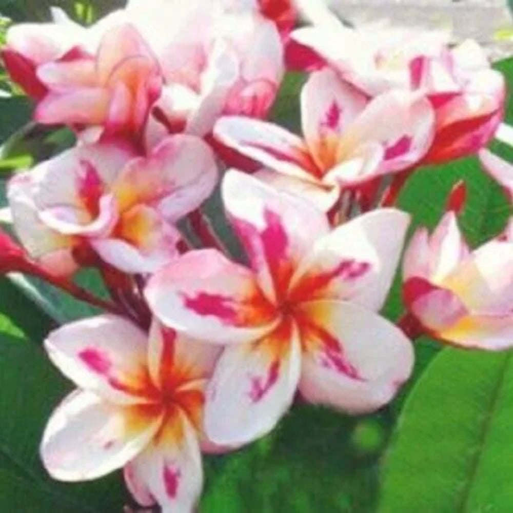 5 White Yellow Pink Plumeria Plants Flower Flowers Perennial Seeds | www.seedsplantworld.com