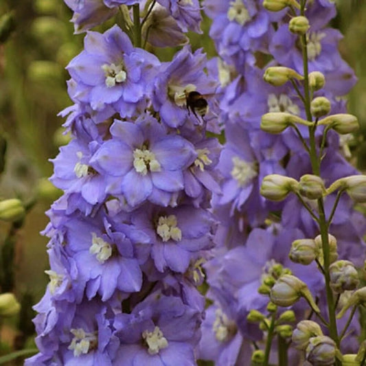 50 Lilac Ladies Delphinium Flower Garden Flowers Perennial Seeds | www.seedsplantworld.com