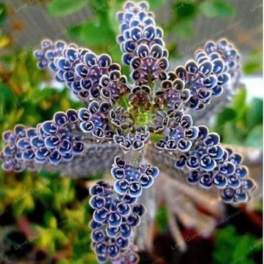 25 Rare Dark Blue Kalanchoe Succulent Flower Flowers Seeds | www.seedsplantworld.com