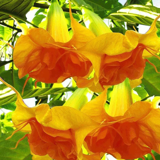 10 DBL Bright Yellow Orange Angel Trumpet Flowers Flower Perennial Seeds | www.seedsplantworld.com