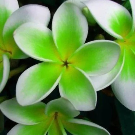 5 Green White Plumeria Plants Flower Lei Hawaiian Flowers Perennial Seeds | www.seedsplantworld.com
