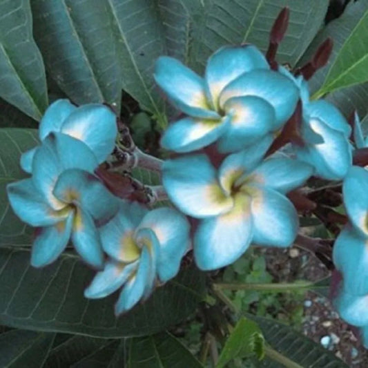5 Blue White Plumeria Plants Flower Lei Hawaiian Flowers Perennial Seeds | www.seedsplantworld.com