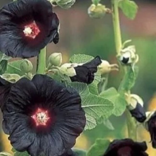 25 Black Hollyhock Giant Flower Flowers Perennial Seeds | www.seedsplantworld.com
