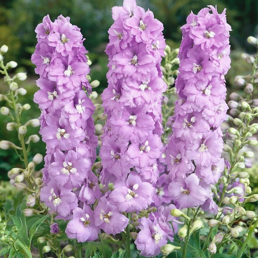 50 Lilac Pink Delphinium Flower Garden Flowers Perennial Seeds | www.seedsplantworld.com