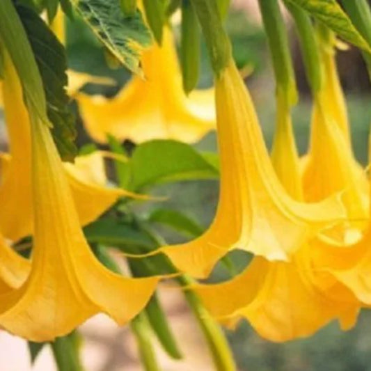 10 Yellow Angel Trumpet Flower Fragrant Flowers Tropical Garden Perennial Seeds | www.seedsplantworld.com