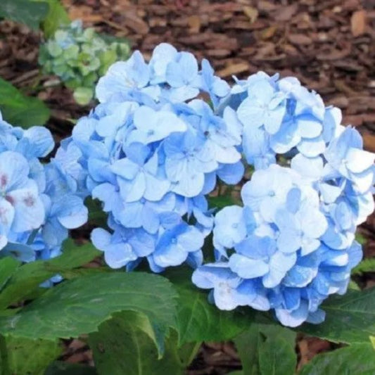5 Blue Hydrangea Hardy Shrub Bloom Flower Perennial Seeds | www.seedsplantworld.com