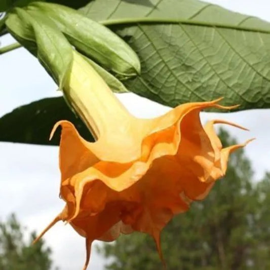 10 Orange Angel Trumpet Flower Fragrant Flowers Bloom Perennial Seeds | www.seedsplantworld.com