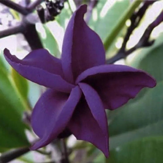 5 Dark Purple Plumeria Plants Flower Lei Hawaiian Flowers Perennial Seeds | www.seedsplantworld.com