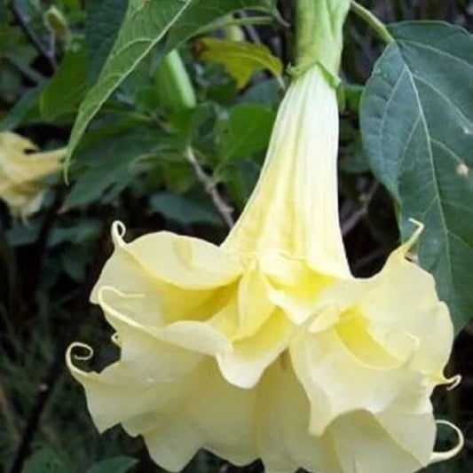 10 Double Yellow Angel Trumpet Brugmansia Datura Flower Perennial Seeds | www.seedsplantworld.com