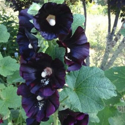 25 Dark Black Purple Hollyhock Flowers Flowers Perennial Seeds | www.seedsplantworld.com