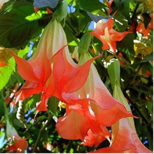 10 Orange Angel Trumpet Flower Flowers Tropical Perennial Seeds | www.seedsplantworld.com