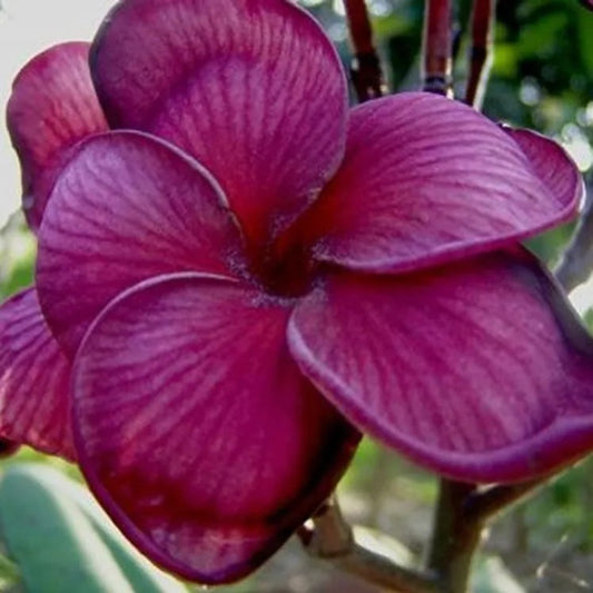 5 Dark Purple Plumeria Plants Flower Hawaiian Flowers Perennial Seeds | www.seedsplantworld.com
