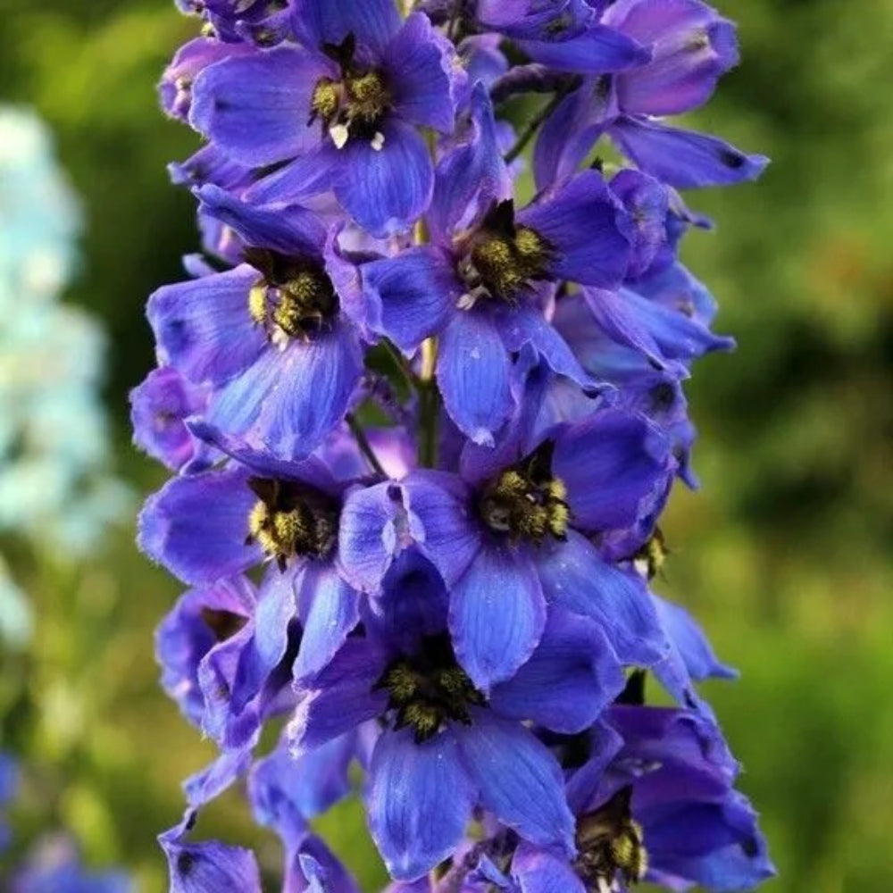 50 Lilac Rocket Delphinium Flower Garden Flowers Perennial Seeds | www.seedsplantworld.com