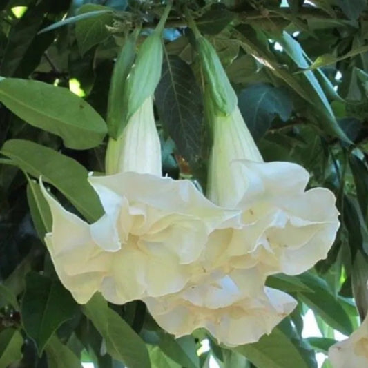 10 Double White Angel Trumpet Flower Fragrant Flowers Perennial Seeds | www.seedsplantworld.com