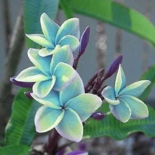 5 Blue Plumeria Plants Flower Bloom Flowers Perennial Seeds | www.seedsplantworld.com
