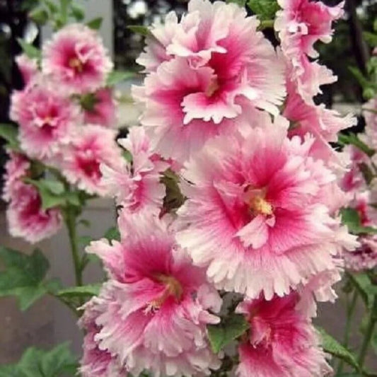 25 Pink White Hollyhock Giant Flower Flowers Perennial Seeds | www.seedsplantworld.com