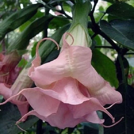 10 Double Light Pink Angel Trumpet Flower Fragrant Flowers Perennial Seeds | www.seedsplantworld.com