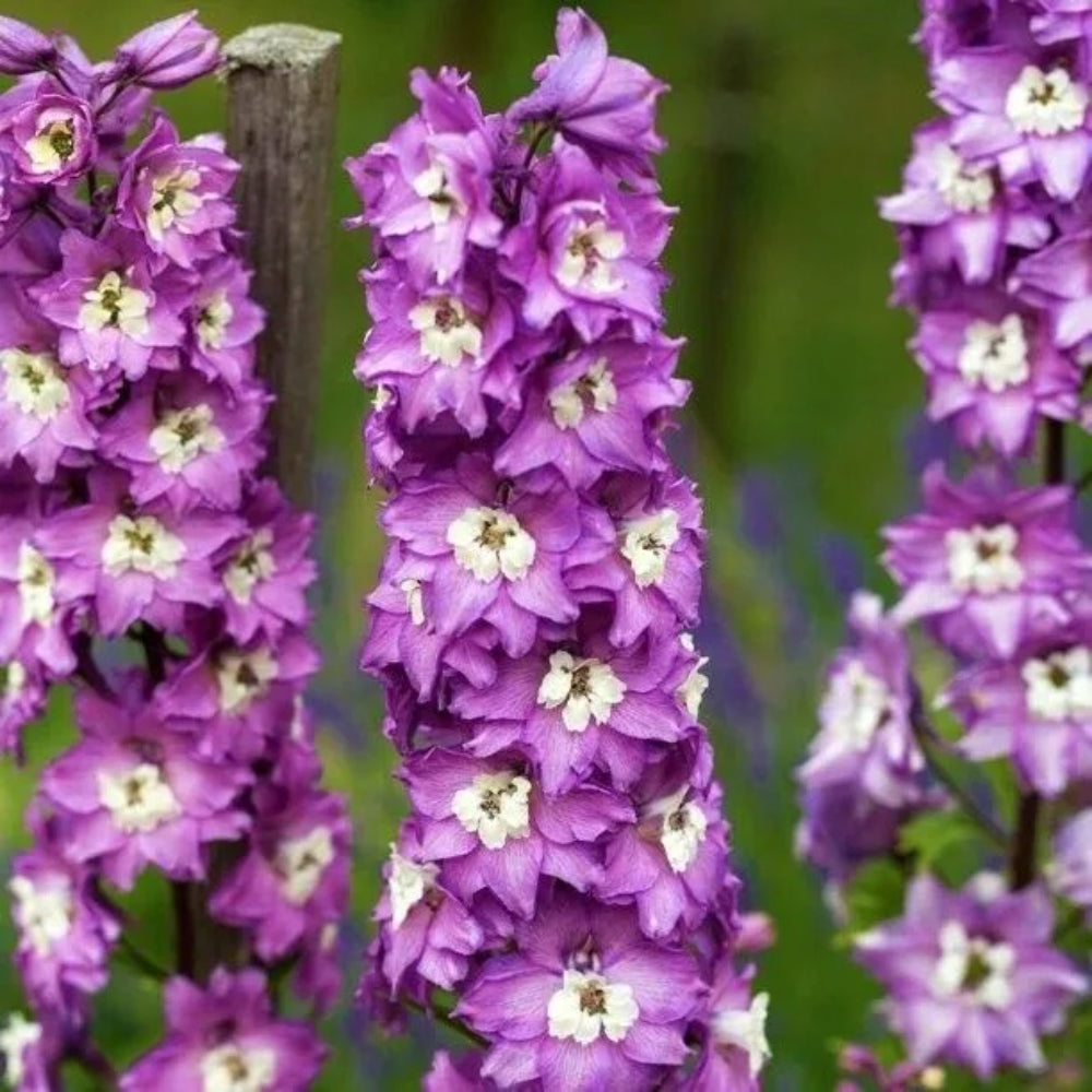 50 Magic Fountain Delphinium Flower Garden Flowers Perennial Seeds | www.seedsplantworld.com