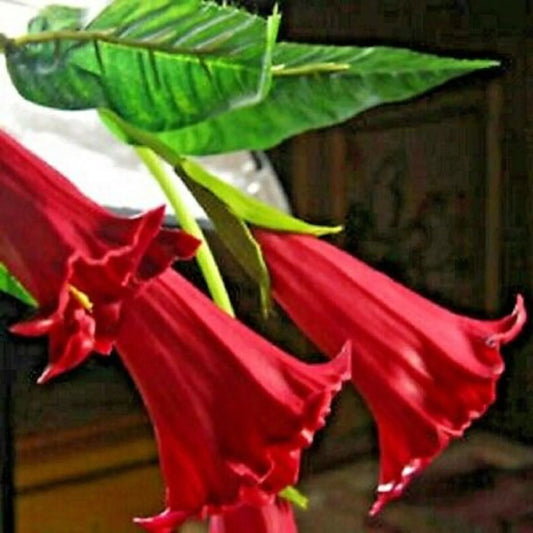 10 Candy Red Angel Trumpet Flowers Flower Brugmansia Datura Perennial Seeds | www.seedsplantworld.com