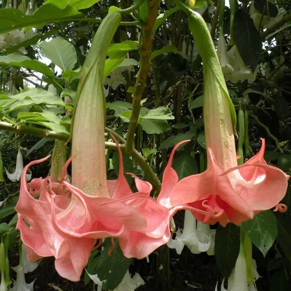 10 Charlotte Angel Trumpet Flowers Flower Brugmansia Datura Perennial Seeds | www.seedsplantworld.com