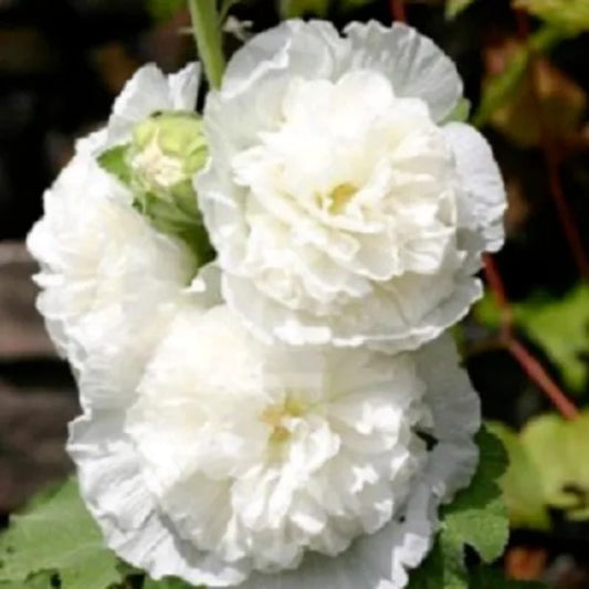 25 Double White Hollyhock Flowers Flower Bloom Perennial Seeds | www.seedsplantworld.com