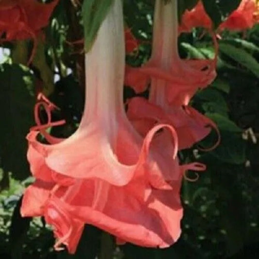 10 Double Pink Angel Trumpet Brugmansia Datura Flower Perennial Seeds | www.seedsplantworld.com