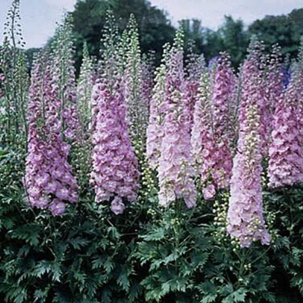 50 Million Dollar BlushDelphinium Flower Garden Flowers Perennial Seeds | www.seedsplantworld.com