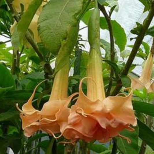 10 Angels Honeymoon Rose Angel Trumpet Flowers Brugmansia Datura Perennial Seeds | www.seedsplantworld.com