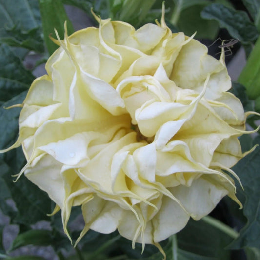 10 DBL Lemon Rose Angel Trumpet Flowers Brugmansia Datura Perennial Seeds | www.seedsplantworld.com