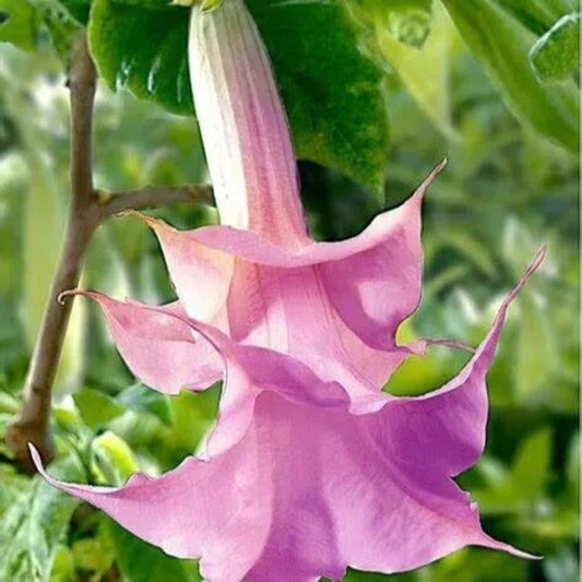10 DBL Lt Purple Rose Angel Trumpet Flowers Brugmansia Datura Perennial Seeds | www.seedsplantworld.com